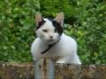 Un gato por el barrio viejo de Girona