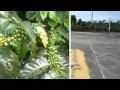Coffee Tour Au Costa Rica, Visite Du Café Au Costa Rica