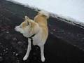 秋田犬「さくら」まだ帰りたくない!