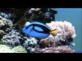 Aquarium tropical fish tank, fish close up . . . . Aquarium tropical fish tank, fish close up . . . .