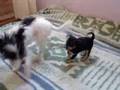 Timon & Pizi 2