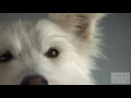 Epic Slow motion dog commercial