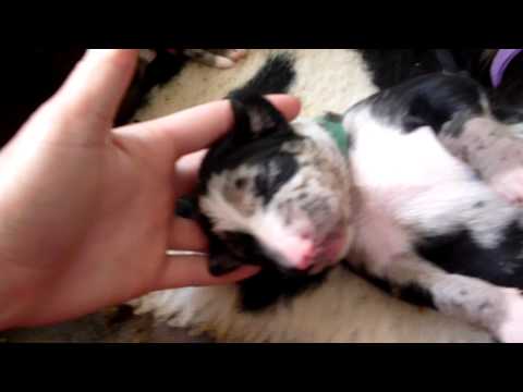 how to treat a 9 week old puppy for fleas