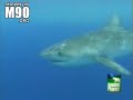 jaws-attacks-a-bird.html