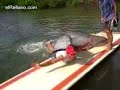 DELFIN VIOLADOR DELFIN VIOLADOR