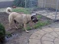 efe achter pasa.mp4