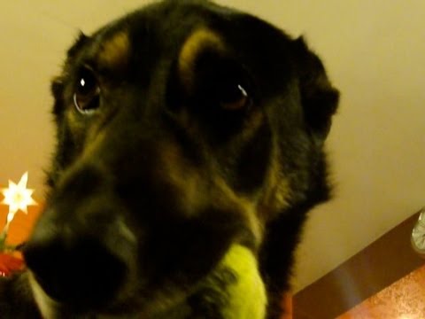 Smart Dogs - Best of Dogs Compilation Video 2013 : = German Shepherds KIA and LOBO = Video clips of Funny, Smart, Talking, Howling, Showing Teeth, Smiling, Playing with A...