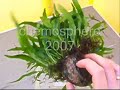 microsorum 2 microsorum 2