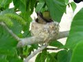 Humming bird nest March 22 2007