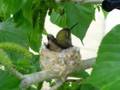 Humming bird nest March 22 2007