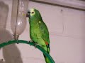 loros tito en lo suyooo veanlo!!!