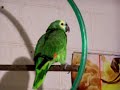 loros tito en lo suyooo veanlo!!!