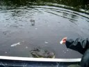 Gators