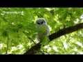 Barred Owlet in Sugar Maple Tree on May 9 2013 - ねこ - ラグドール - Floppycats