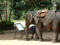 Elephant Show - Painting Flowers Elephant Show - Painting Flowers