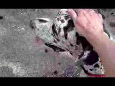 dog allemand
