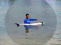 the amazing dolphin show 