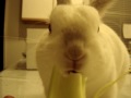 my cute bunny eatting celery besides carrots