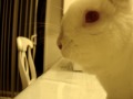 my cute bunny eatting celery besides carrots