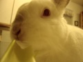 my cute bunny eatting celery besides carrots