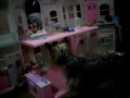 videos de Harley the Barbie doggie