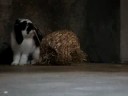 bunny