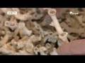 videos de Exploring the Deep 4 | Corals in the Cold