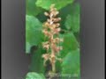 dominik eulberg - kuckucks-lichtnelke (lychnis flos-cuculi)