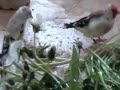 Darrrrek - Breeding carduelis major14