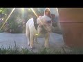 a Day in the Life of French Bulldog Puppies