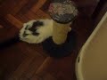 Toca dos Gatinhos - 47 gatinhos