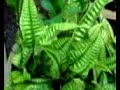 plants-orchids plants-orchids