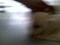 Lhasa.3gp