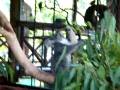 videos de Kuranda Part VI