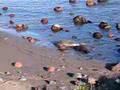 Elephant seals