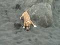 videos de pitbull Comiendo Arena.mpg