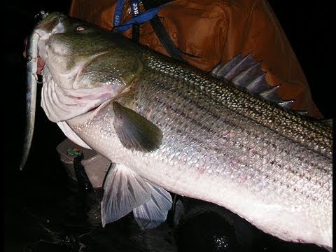 Striped Bass Leaders - what works best? - Main Forum - SurfTalk