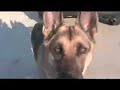 Are you a German Shepherd?