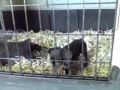www.dogcenter.gr