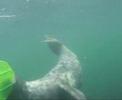 Seals Of Farnes