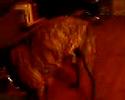 raban dans tout