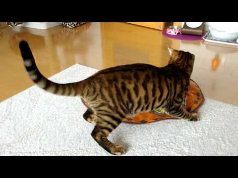 toyger ^