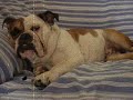 video de bulldog ingles 2 hembras y 1 macho...residentes en Arrecife Lanzarote (las canarias)para contactar con nosotros ....via email,comentario en canal,privado...etc.