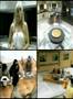 Big Brother Brasil 7 - Trio combinou voto??? - BBB7