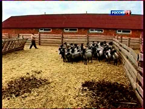 Выращивание романовских овец в домашних условиях
