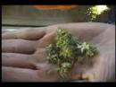 Keep It Green! Celebrity Interview: Craig X (WEEDS) Keep It Green! Celebrity Interview: Craig X (WEEDS)