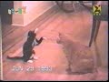 Hilarious Cat Fight