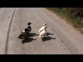 Desora vs Duck (in LAOS)