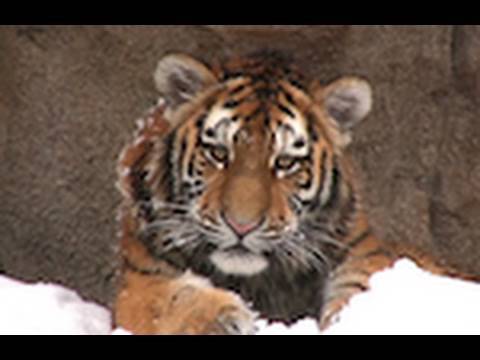 tiger