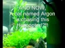Rasbora Heteromorphas & a Cat go for the Copter Rasbora Heteromorphas & a Cat go for the Copter